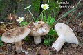 Russula densifolia-amf1627